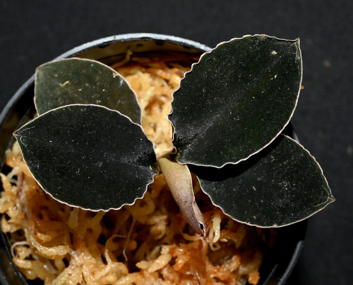 洋蘭原種 (003) Odontochilus (Kuhlhasseltia) javanica 洋蘭原種 (003) Odontochilus (Kuhlhasseltia) javanica
