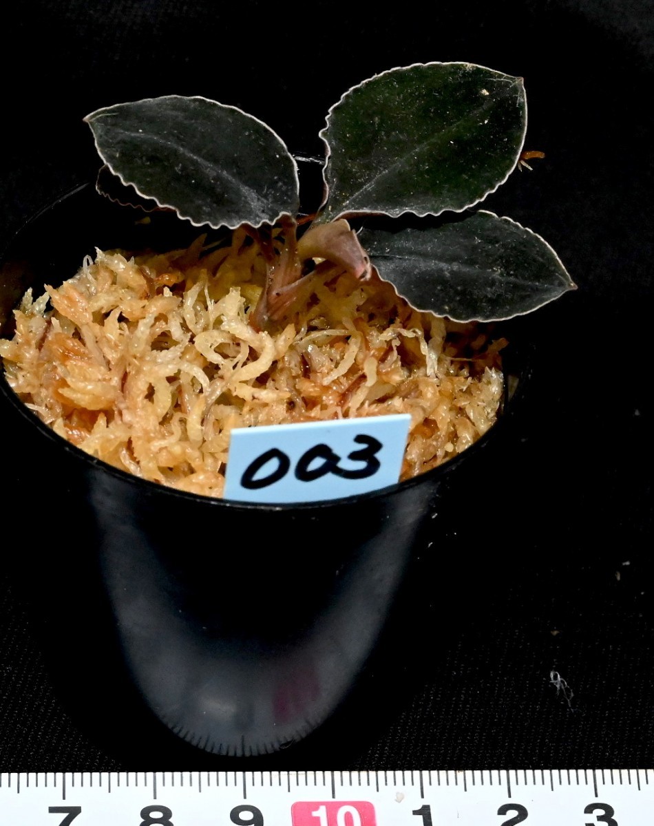 Kuhlhasseltia javanica （ Odontochilus ）