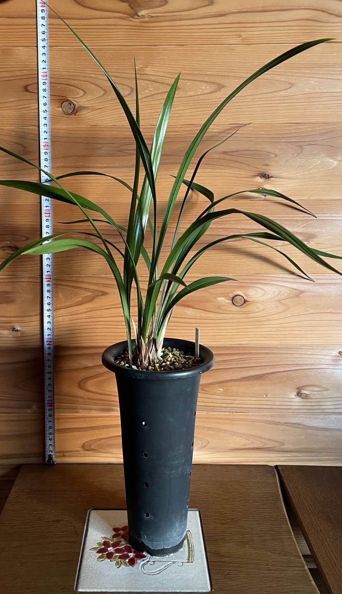 ☆★ 土佐寒蘭　土佐茜雲　★☆