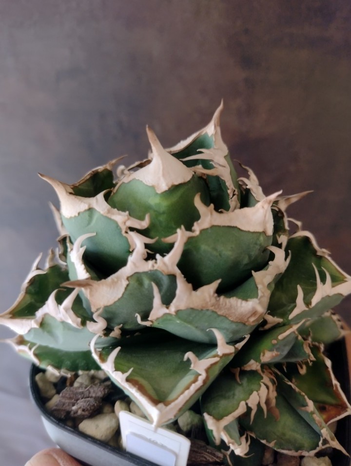 AGAVE TITANOTA WTC 2020-1 アガベ チタノタ 子株の入札履歴 - 入札者 