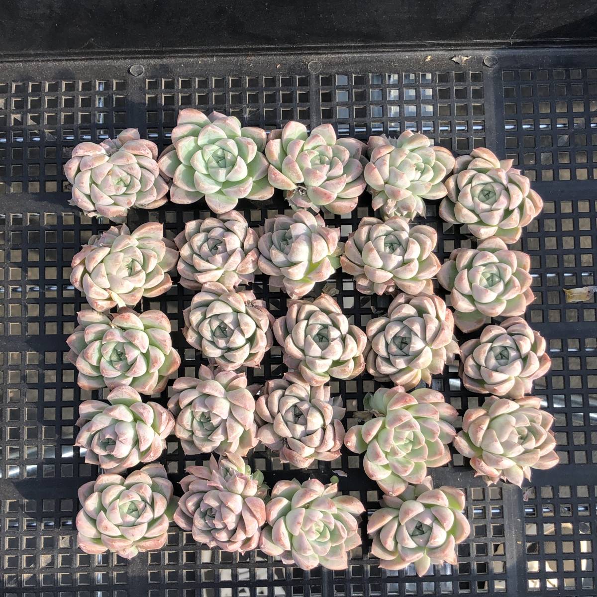 多肉植物24個 1010-D090 ピンククイーン エケベリア カット苗