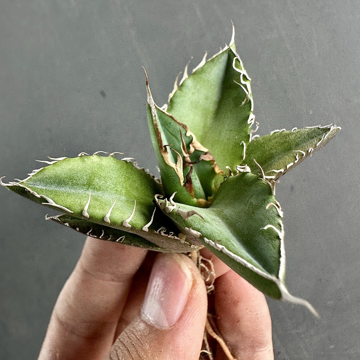 L51 激レア高級品種 アガベ チタノタ シーザー super caesar 極上強棘