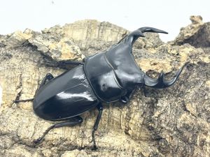 グランディスオオクワガタのYahoo!オークション(旧ヤフオク!)の相場