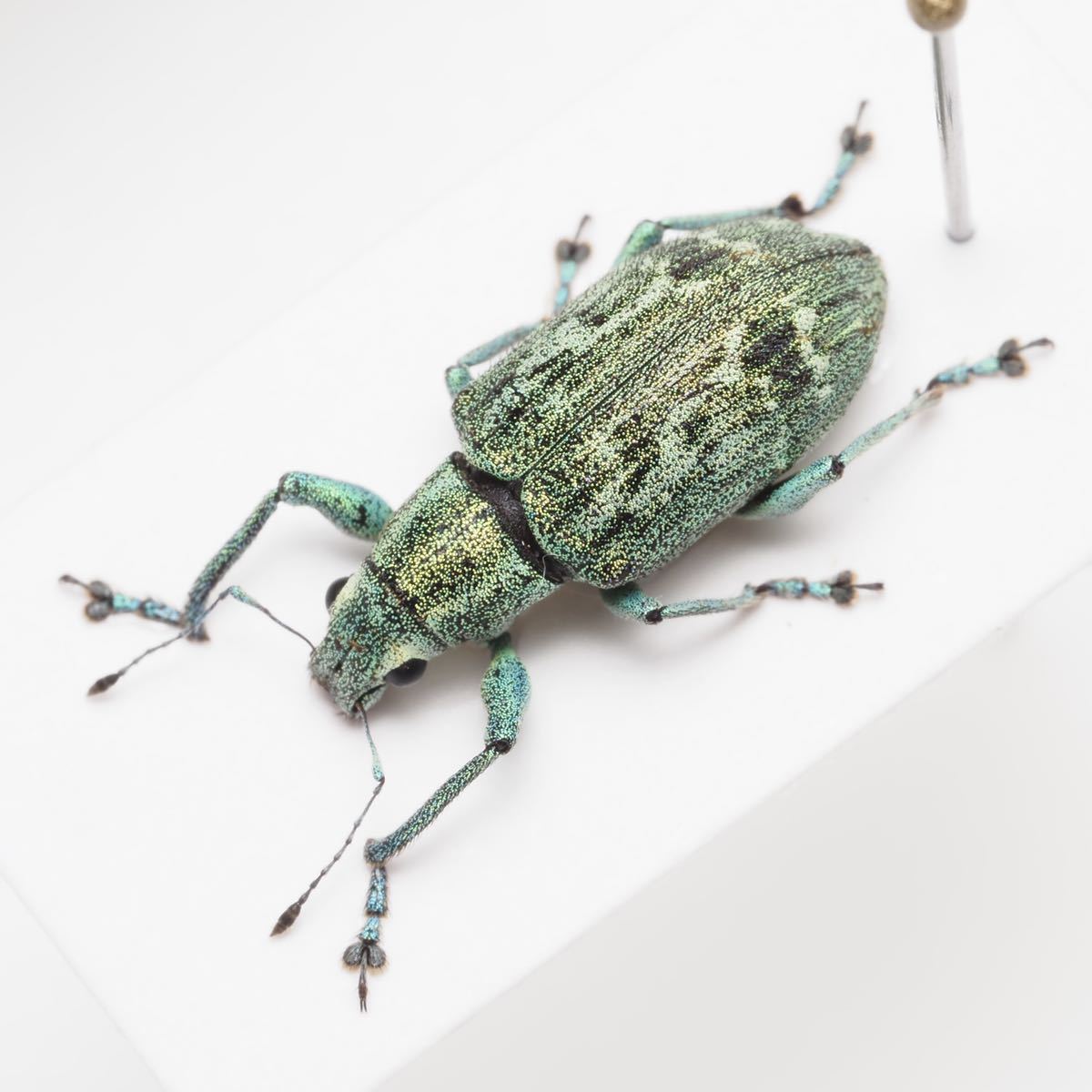 ペルーの美麗ゾウムシ