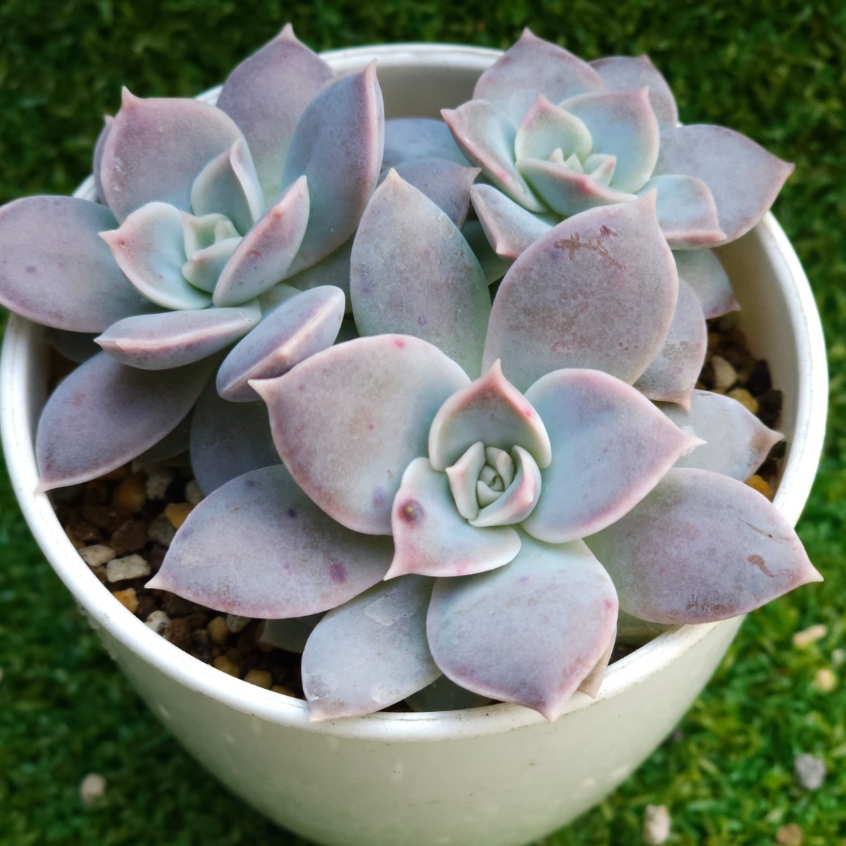 多肉植物。実生苗。シンフォロサナム