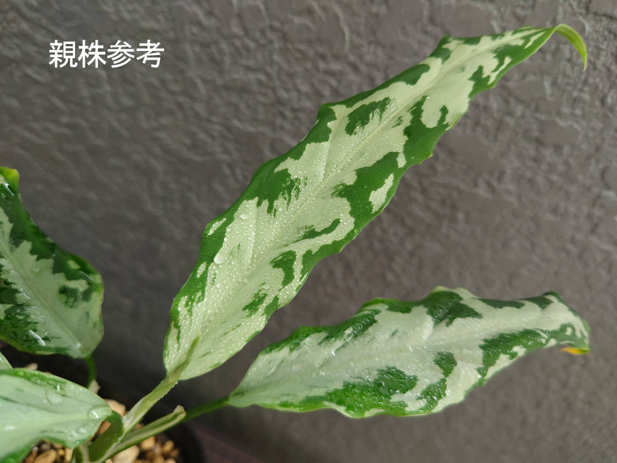 アグラオネマ 氷肌玉骨 Aglaonema pictum A 氷肌玉骨 LA0816-03j LA便