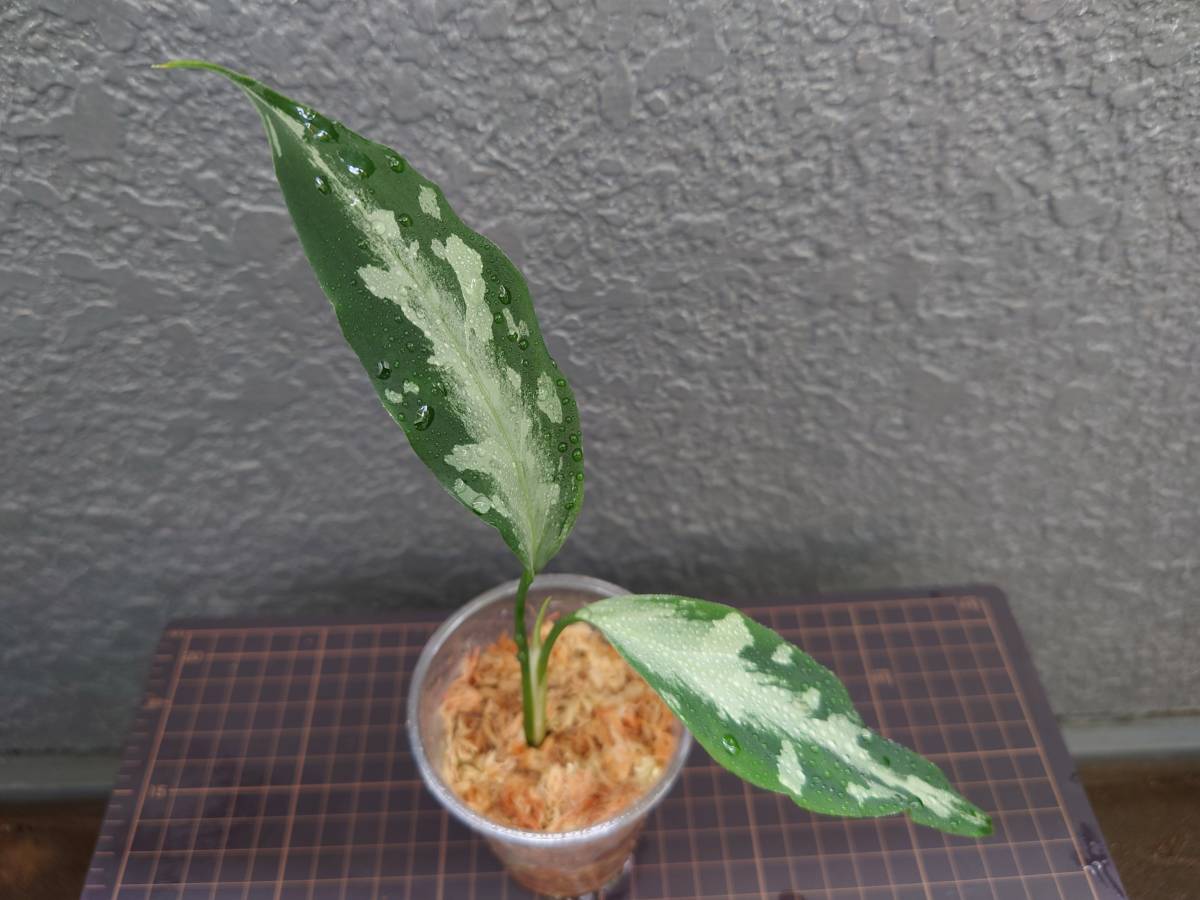 アグラオネマ 氷肌玉骨 Aglaonema pictum A 氷肌玉骨 LA0816-03j LA便