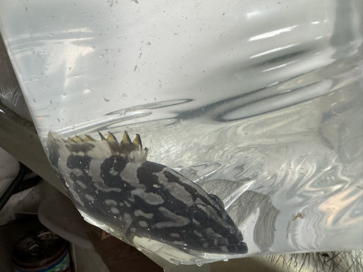  着払い 観賞魚 海水魚 クエ 10~16cm(海水魚)｜売買されたオークション情報、yahooの商品情報をアーカイブ公開 - オークファン 海水魚