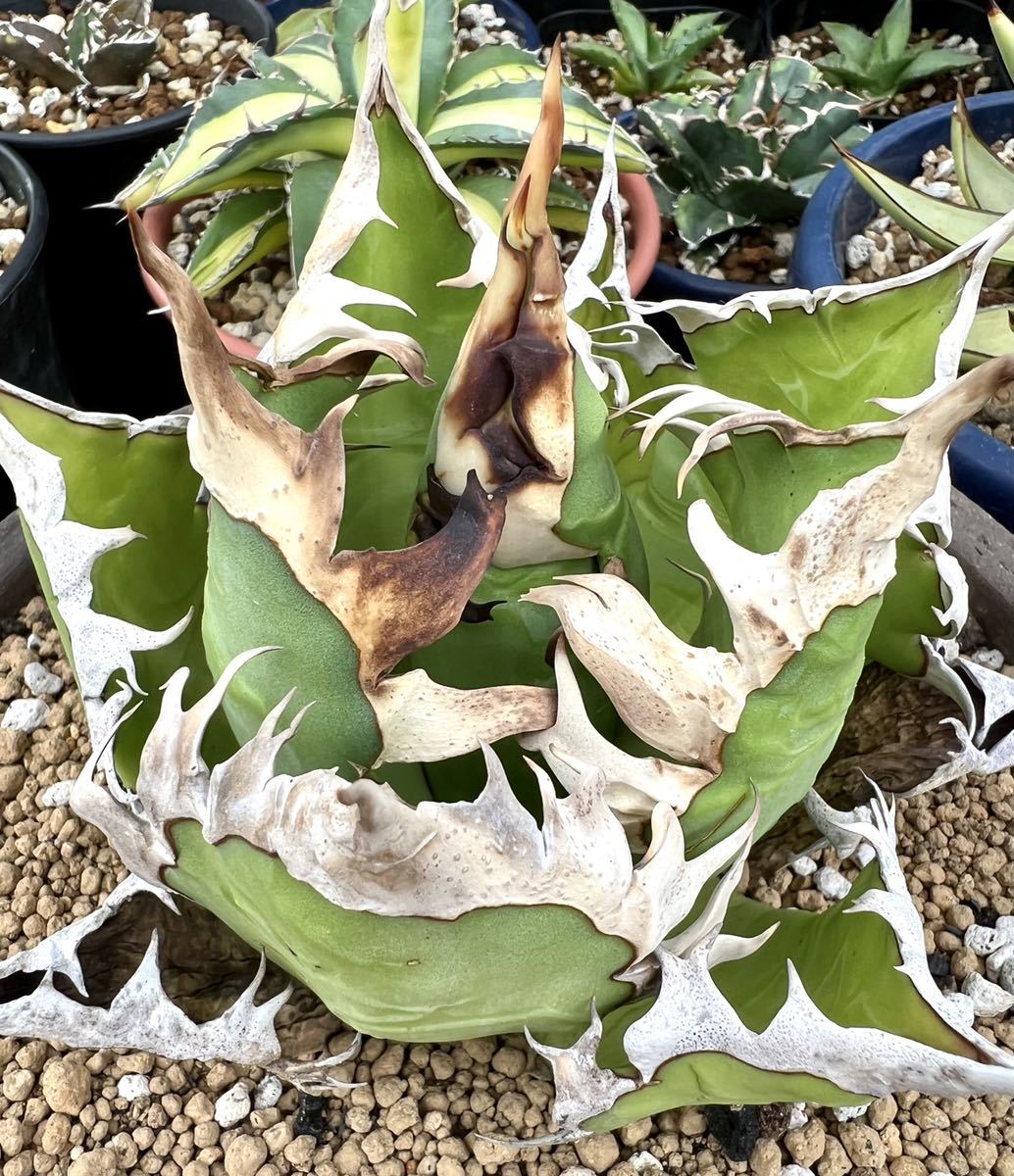 アガベ 多肉植物 チタノタ 紅猫　レッドキャットウィーズル　優良血統自家繁殖狂刺美株