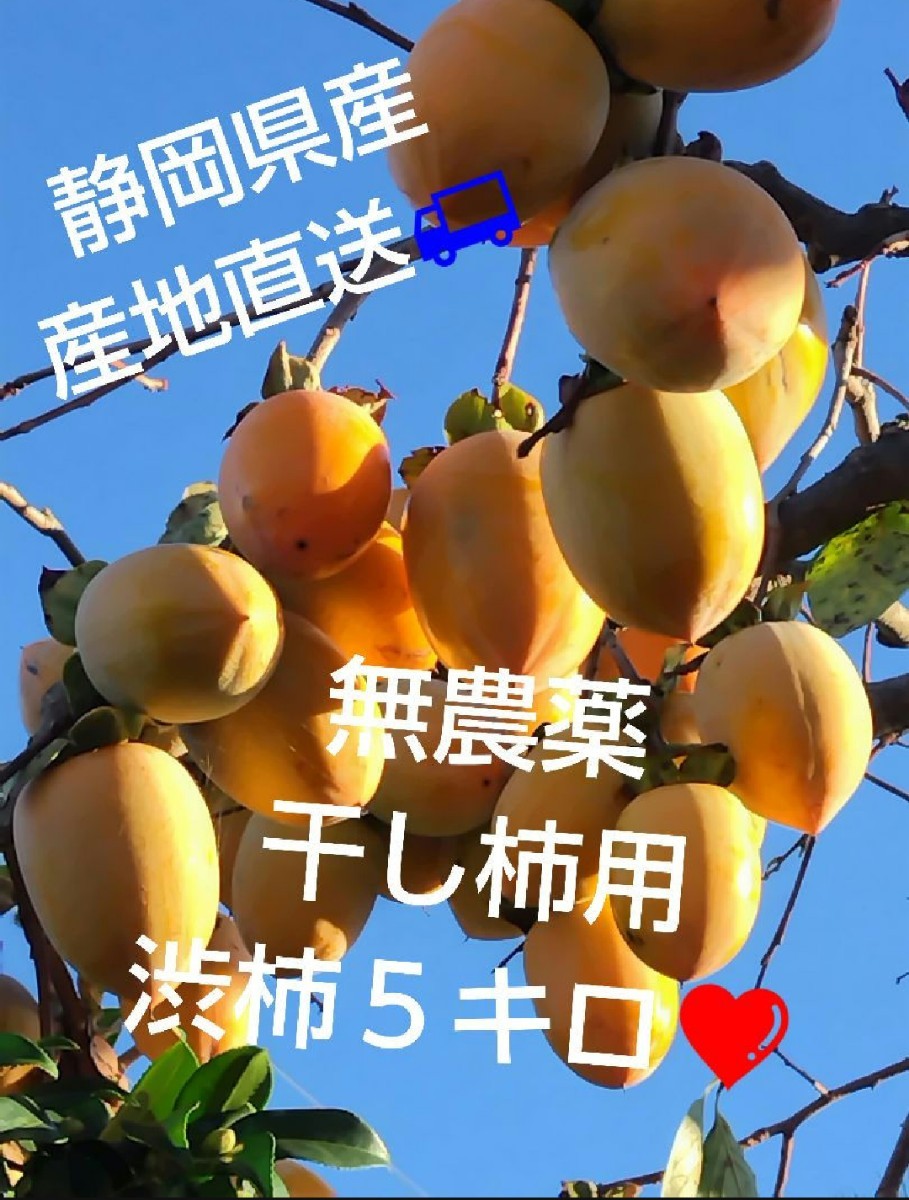 静岡県産　産地直送　無農薬　干し柿用渋柿　５キロ　家庭用　数量限定　期間限定　送料無料