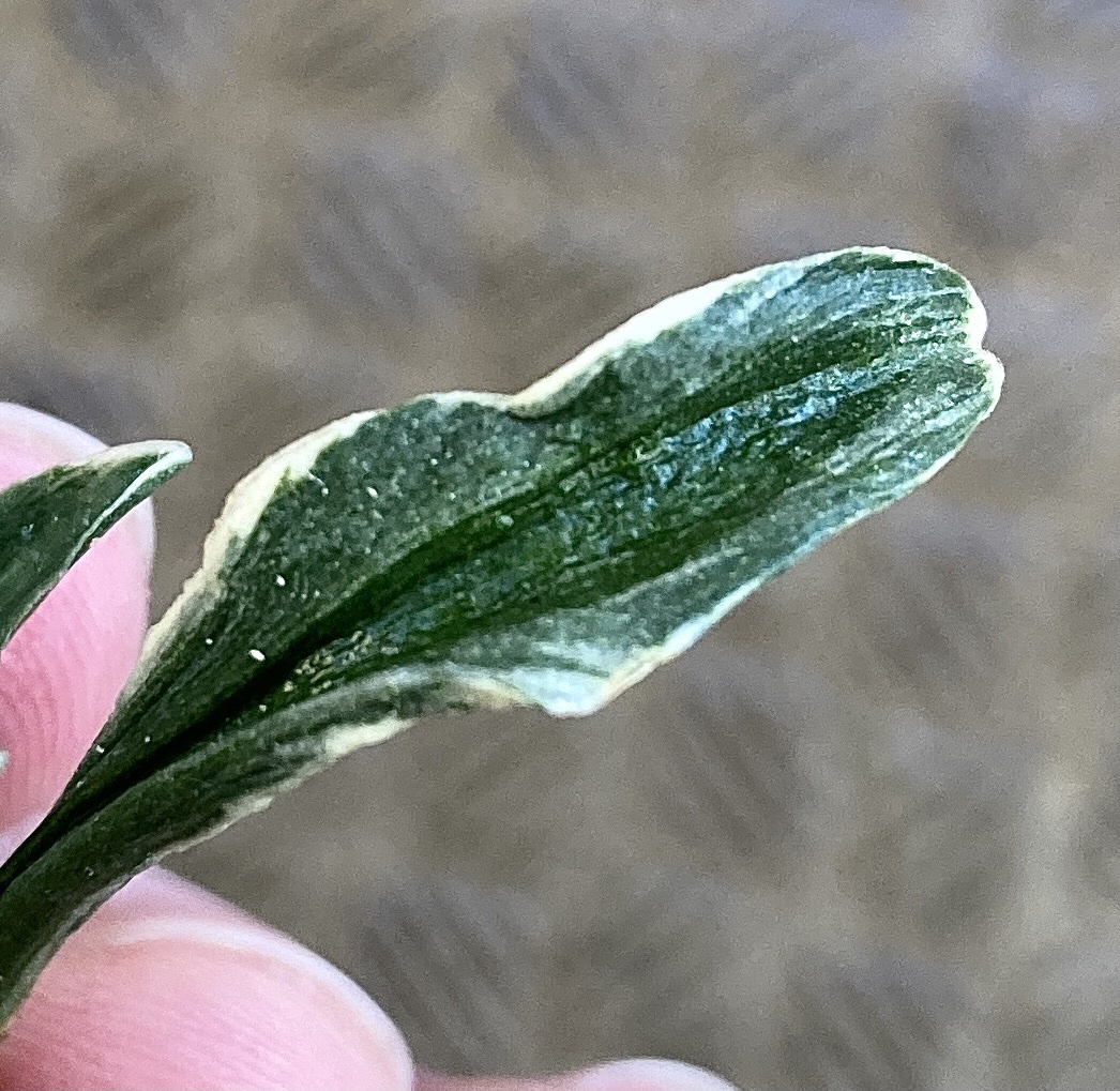 万年青『羅紗実生　多芸品』おもと