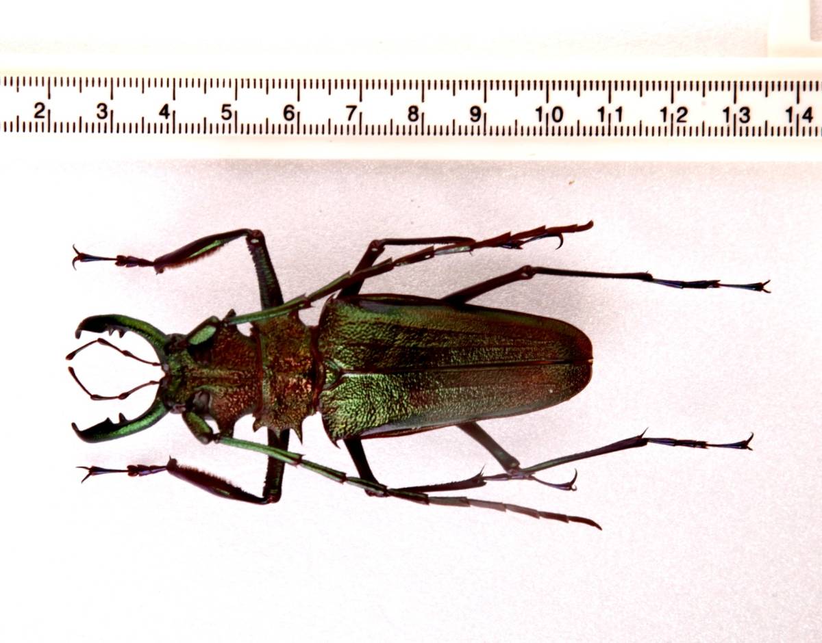 青緑黄】ルリオニカミキリ ムラサキオニノコギリカミキリ 昆虫標本 極