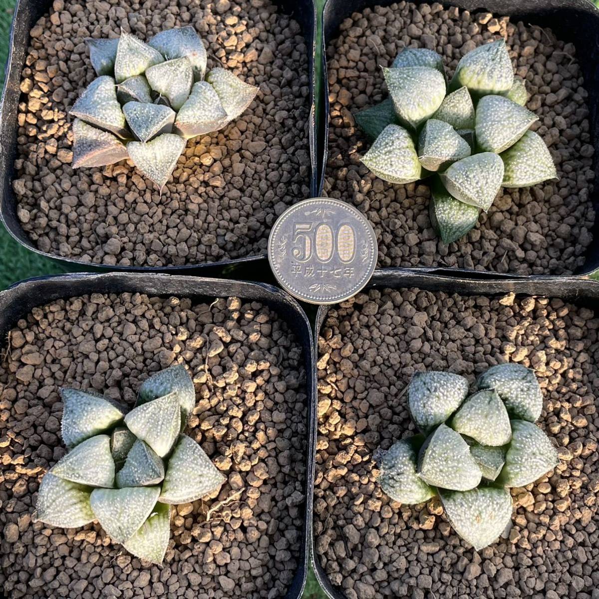 ≧∇≦）多肉植物 ハオルチア スノークリスタル 4鉢セット