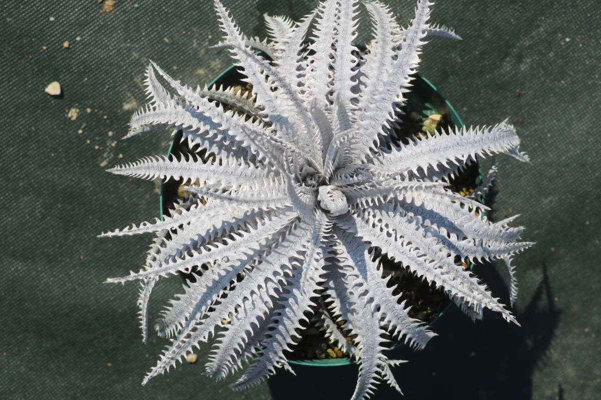 Amazonico★★★★Dyckia 'Bone' × 'Muskellunge'★★★★★ブロメリア ディッキア