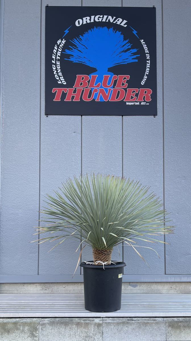 ダシリリオングラウコフィルム 10号鉢 ダシリリオン グラウコフィルム