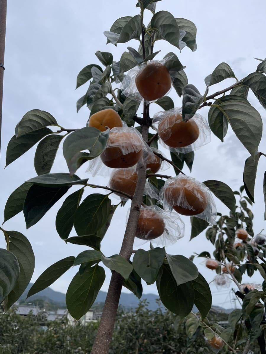 和歌山産　種無し柿　紀の川柿　8kg 送料無料　家庭用