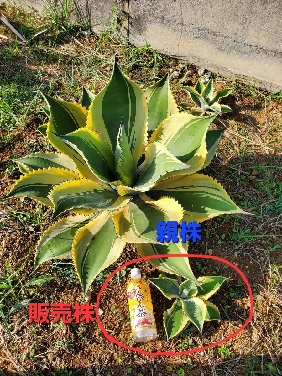 アガベ サルミアナ フェロックス リップルエフェクト Agave アガベ アガベ サルミアナ フェロックス リップルエフェクト