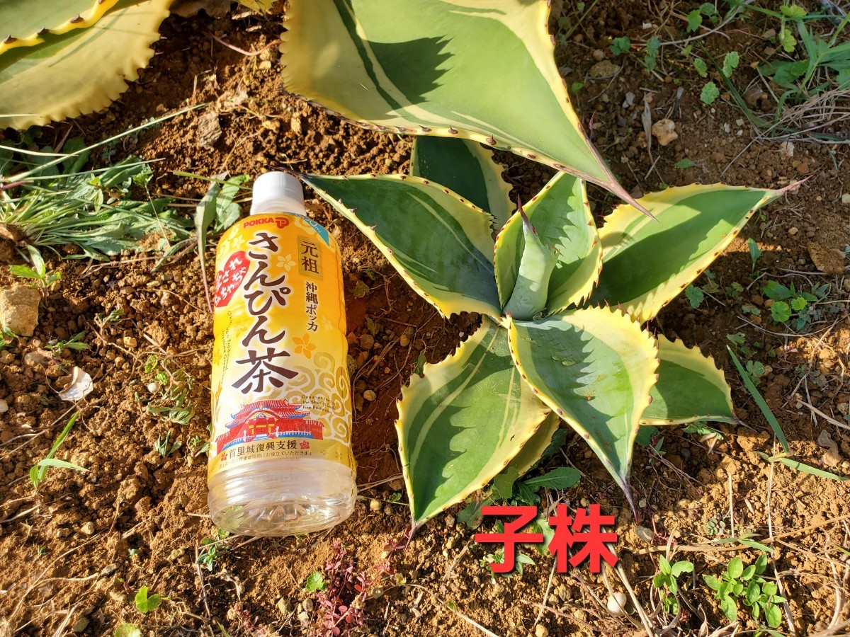 アガベ サルミアナ フェロックス リップルエフェクト Agave 'Ripple