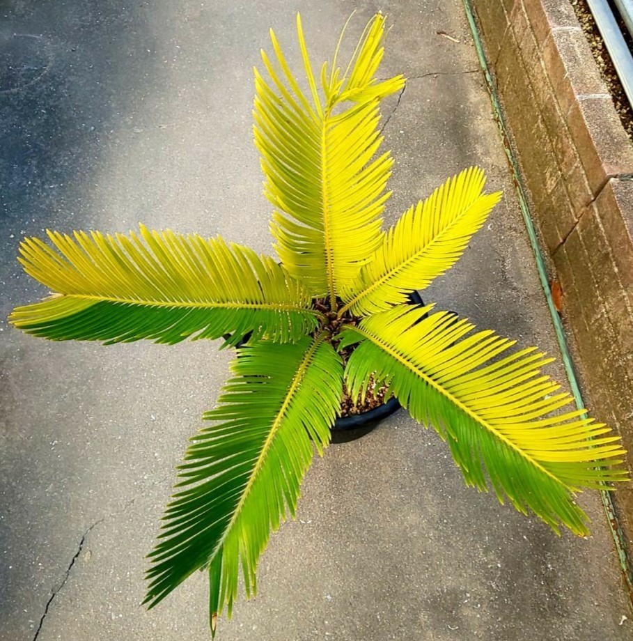ソテツ 黄金ソテツ 斑入りソテツ A(観葉植物)｜売買された