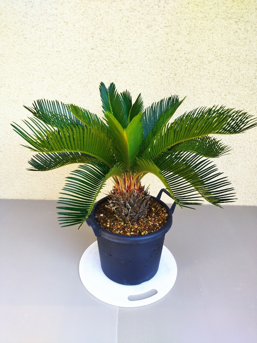 ソテツ 黄金ソテツ 斑入りソテツ A(観葉植物)｜売買された