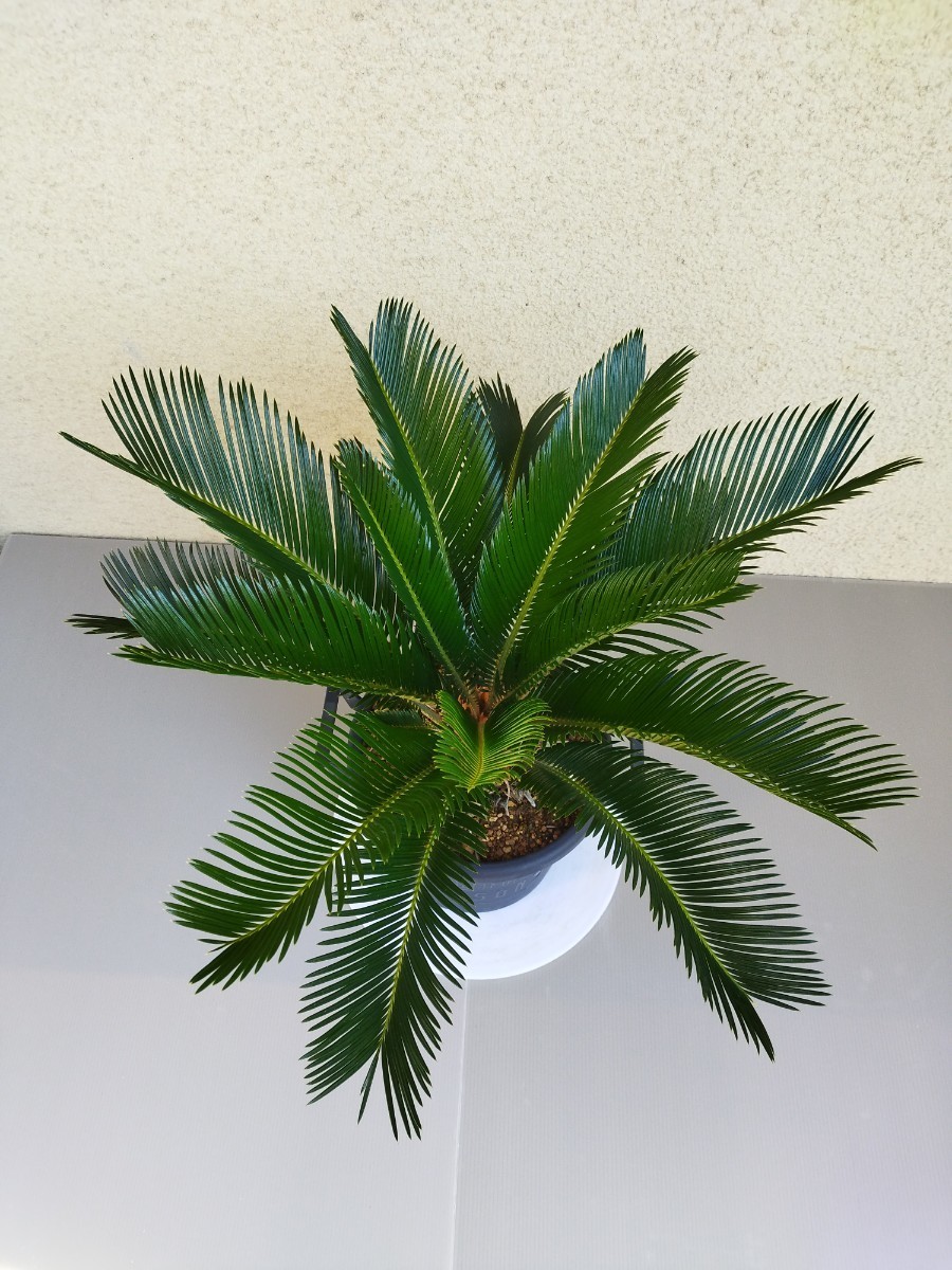 ソテツ 黄金ソテツ 斑入りソテツ A(観葉植物)｜売買された