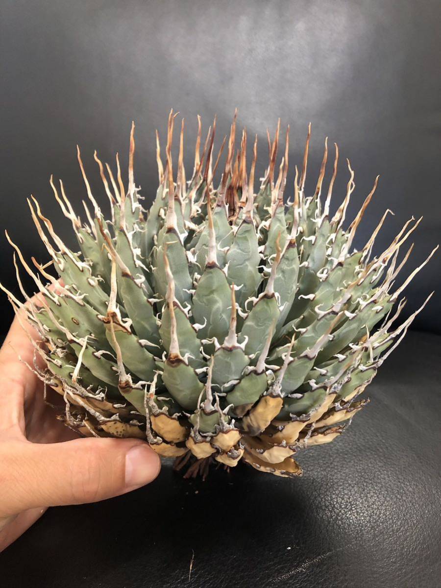 38 アガベ　ユタエンシス　エボリスピナ　超美株締まってます！　芽が沢山。　