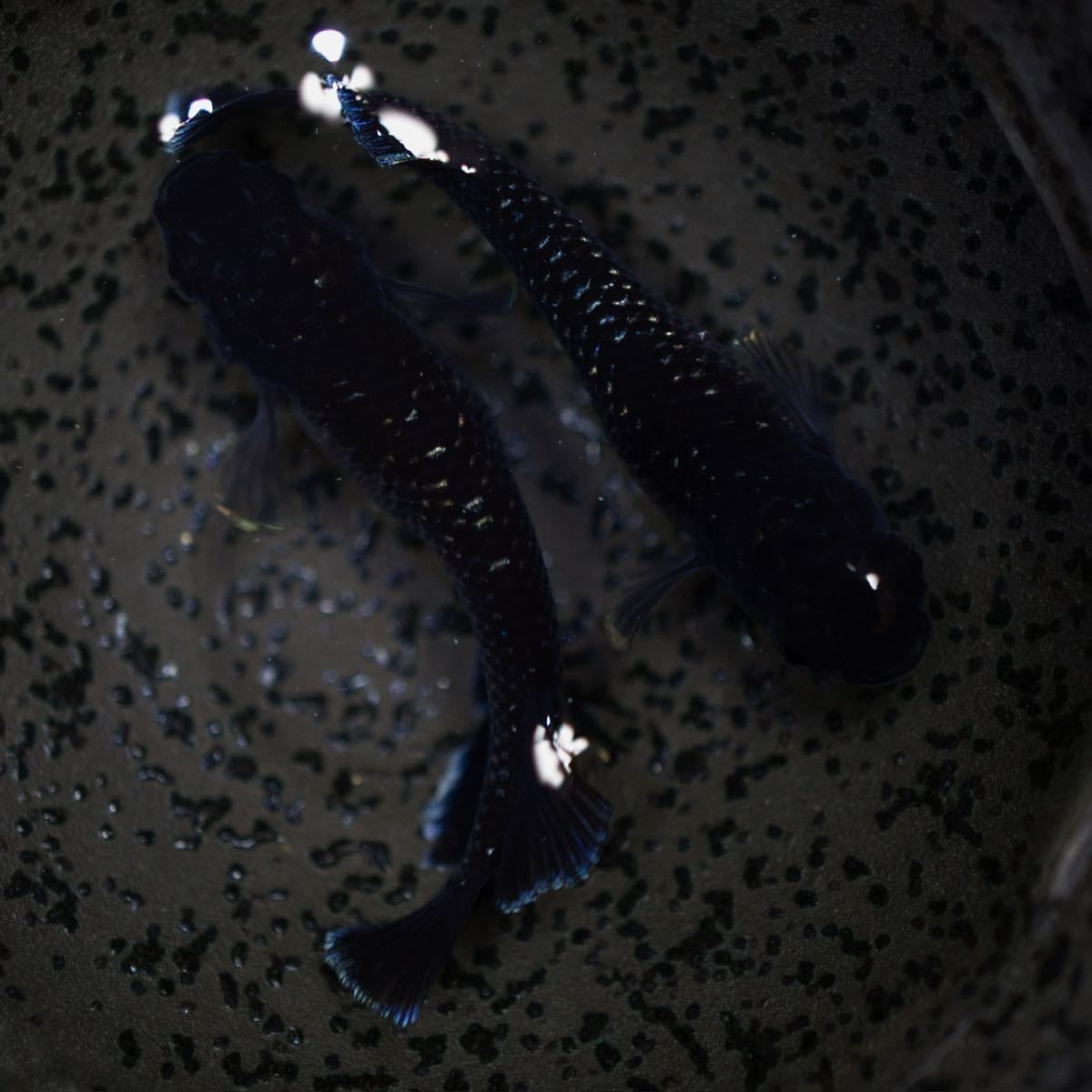 めだか屋 蒼玉】 産卵中！ミッドナイトフリル漆黒 成魚 現物出品 1 