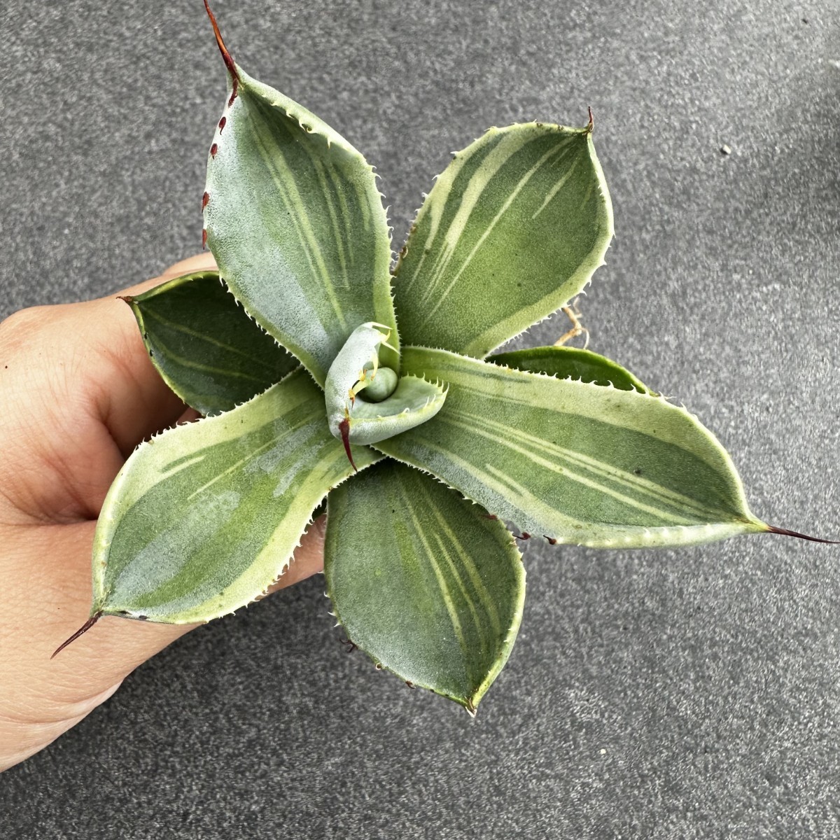 R402-4 特選 アガベ 多肉植物 パリー トランカータ ライムストリーク