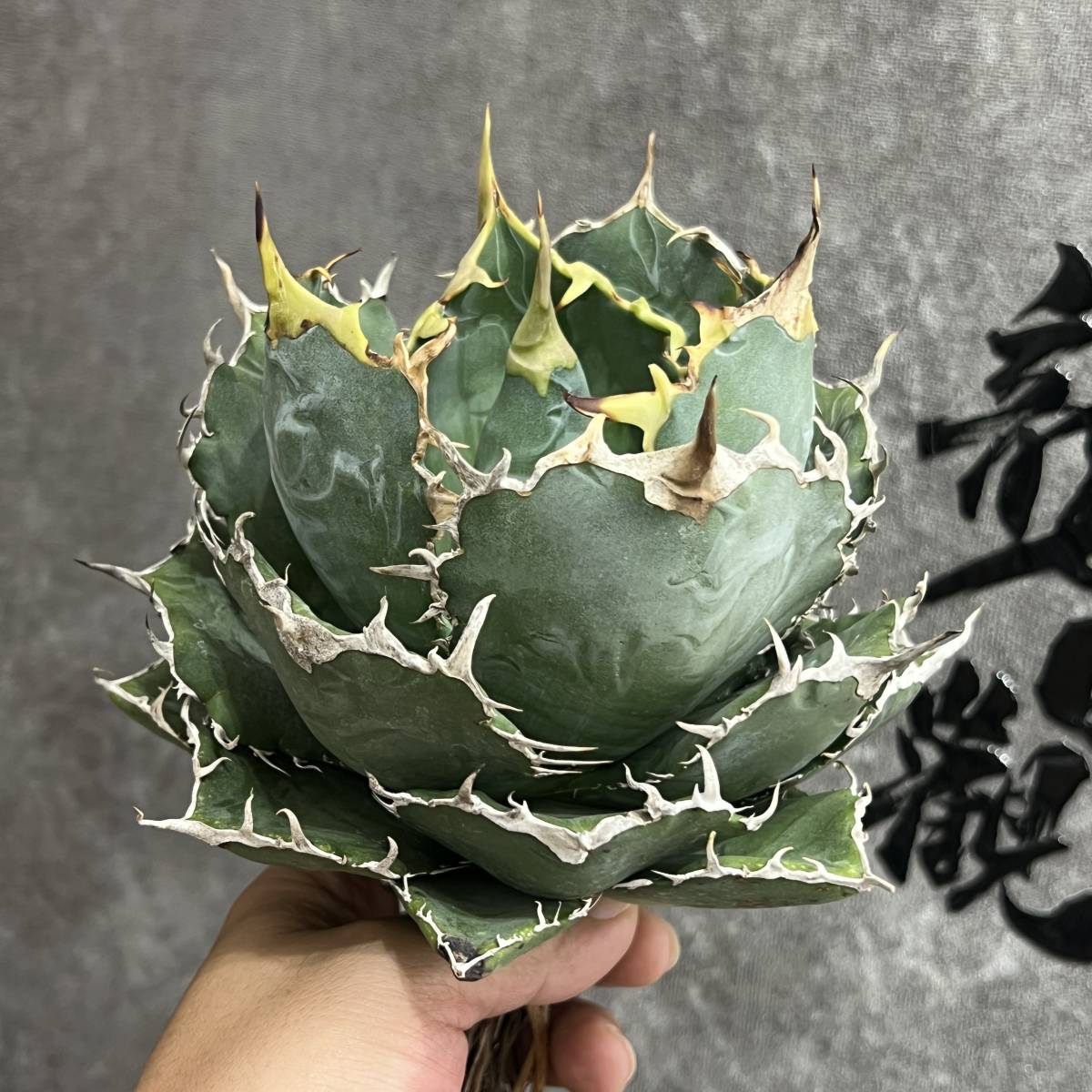 アガベ チタノタ 白鯨錦 覆輪斑 Agave Titanota 発根済み 鉢付き｜LAVELLI(ラヴェリ) 発根済 アガベ 白鯨 "斑" オテロイ チタノタ