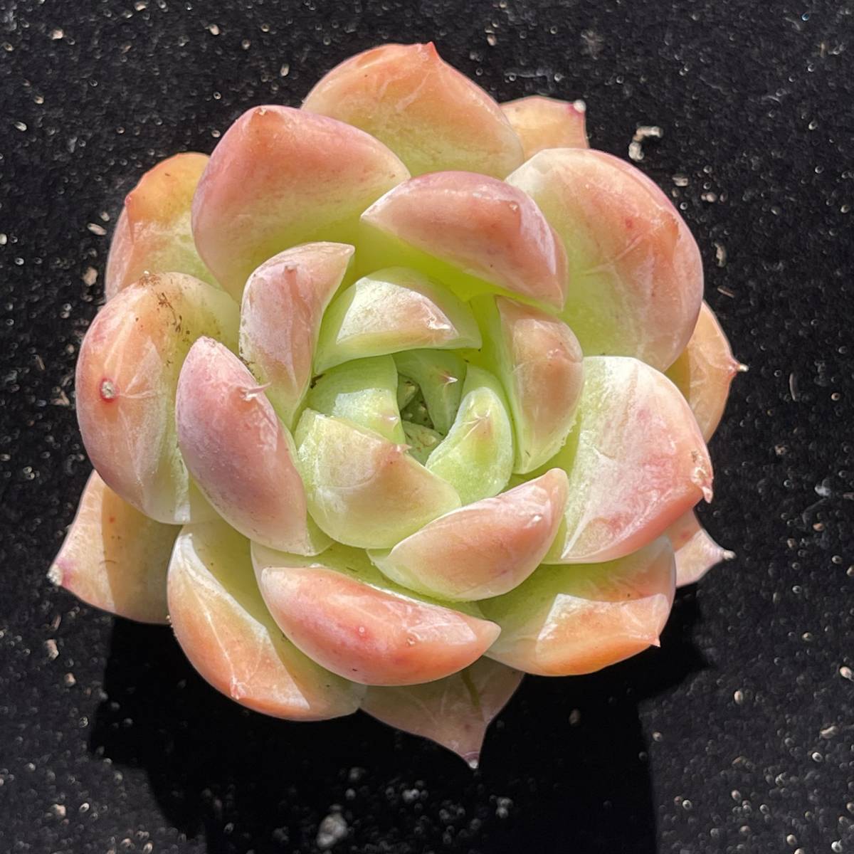 20株 R6-2 多肉植物 エケベリア ティラミス　超美苗 サボテン 観葉植物 花 園芸　レア種