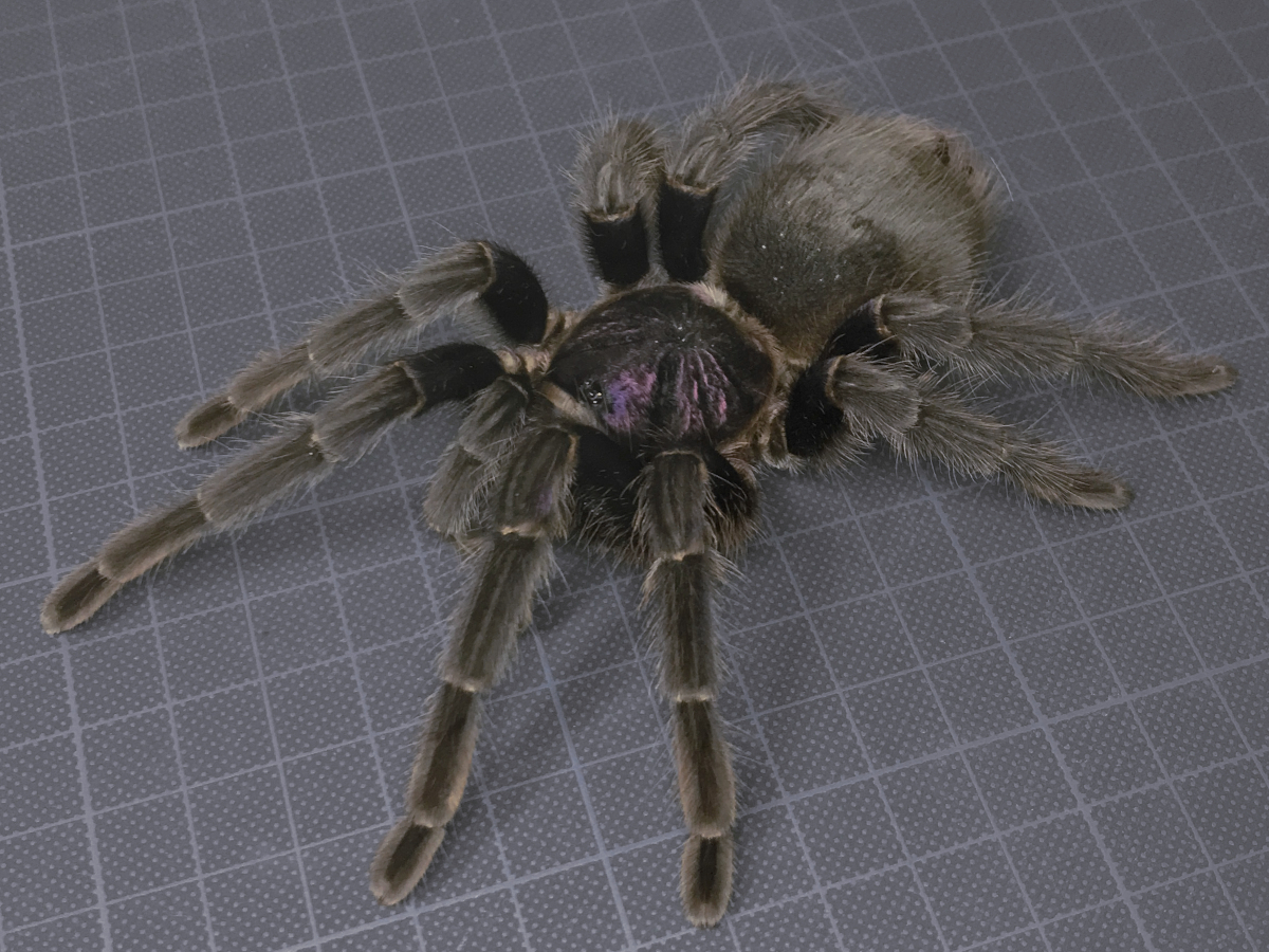 【タランチュラ】匿名配送 ♀成体 ドミニカンパープルバードイーター Phormictopus sp. “Dominican Purple“［本州・四国のみ発送可］