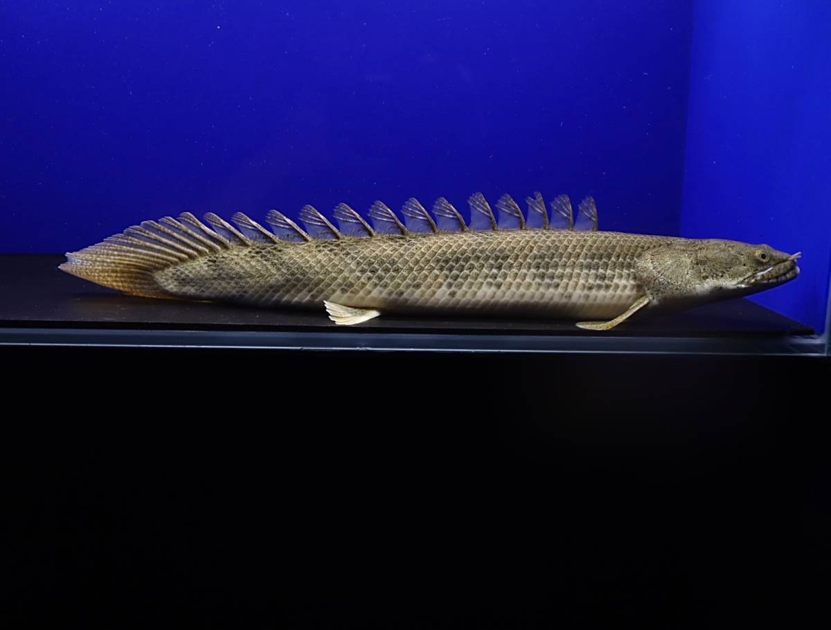 マレーシア便輸入記念!!ぶっといアンソルギー　±40㎝