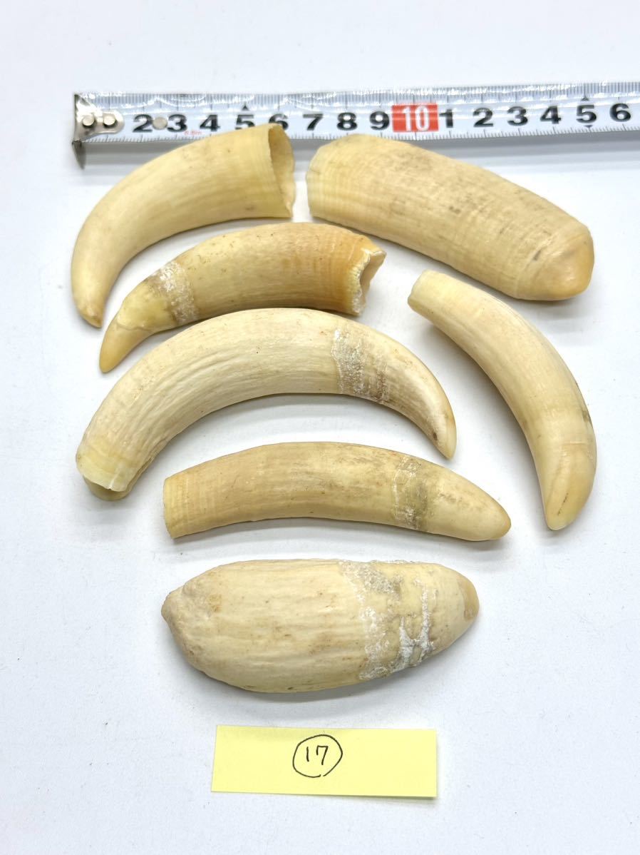 抹香鯨歯 美品 マッコウクジラ 抹香鯨 鯨歯 - Yahoo!オークション マッコウ鯨 希少