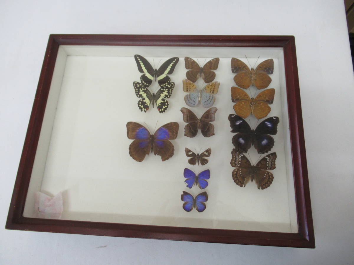 蝶標本 シロチョウ、ヒカゲチョウ類ほか20種156頭、大型ドイツ標本箱二