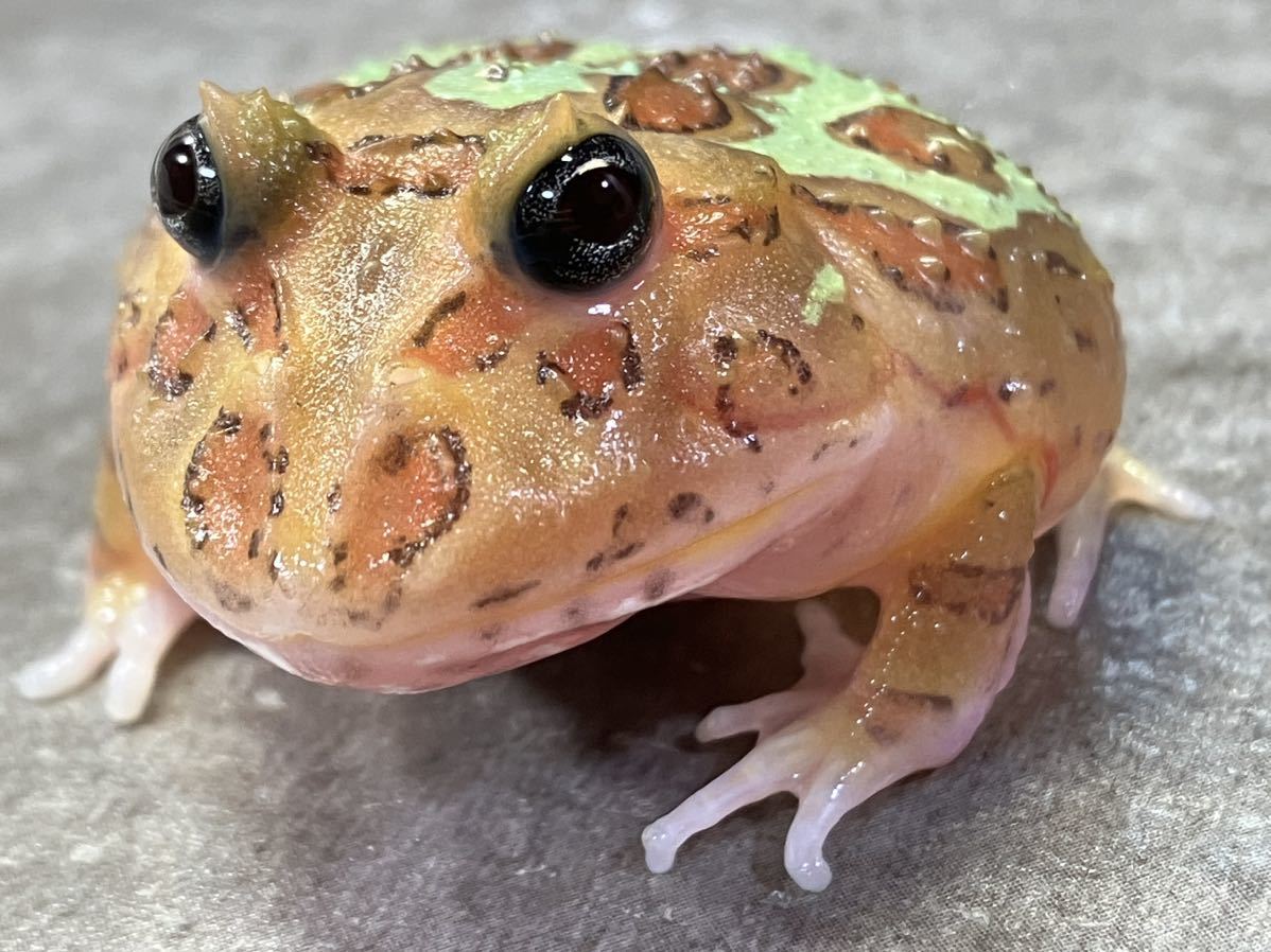 ◆　クランウェルツノガエル　ミュータント　スケルトン　エクリプスアイ　4.5センチ