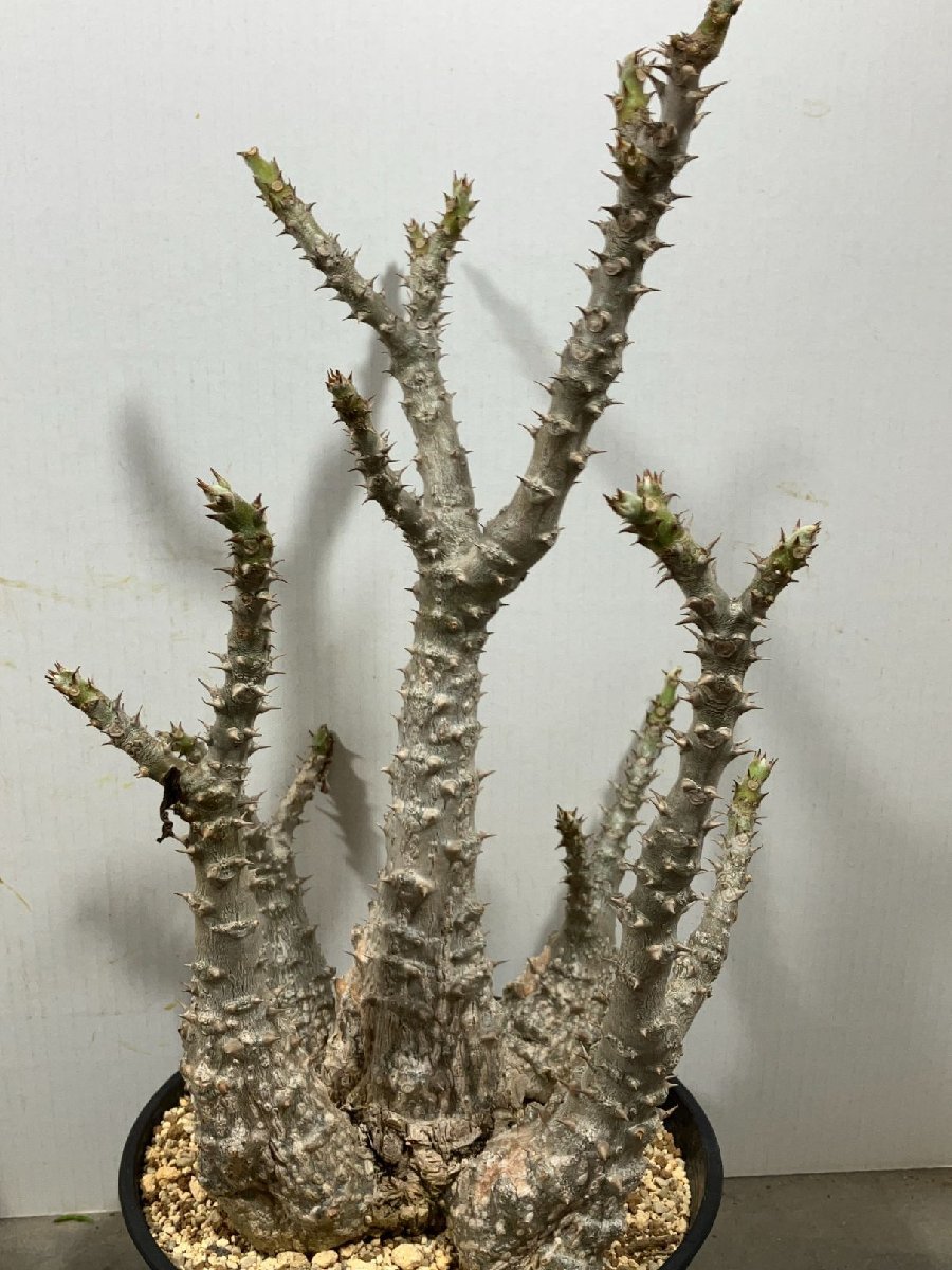 ア2688 「塊根植物」パキポディウム ウィンゾリ 大 植え【発根・Pachypodium windsorii・多肉植物】