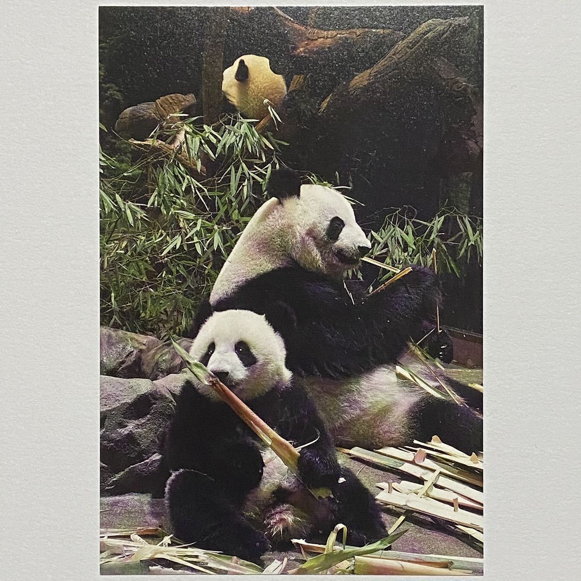 上野動物園 ☆シャオシャオ レイレイ☆ 2歳記念 ポストカード／シール