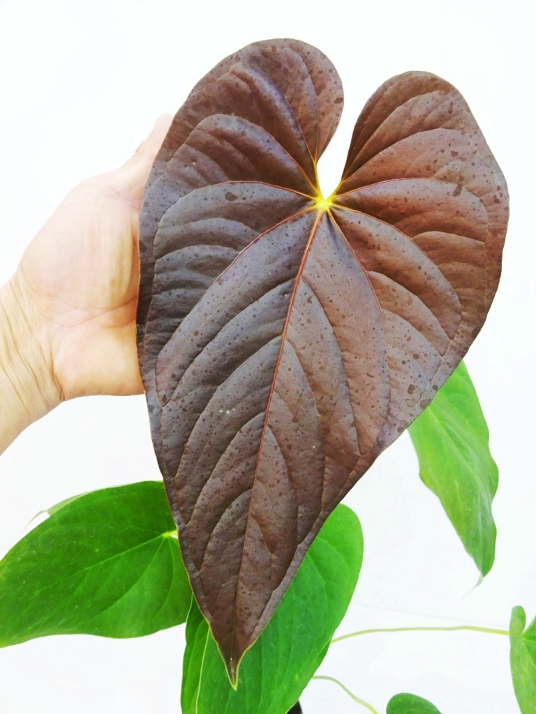 Anthurium | tokyoplants ⁄ アンスリウム 特選アンスリウム Premium