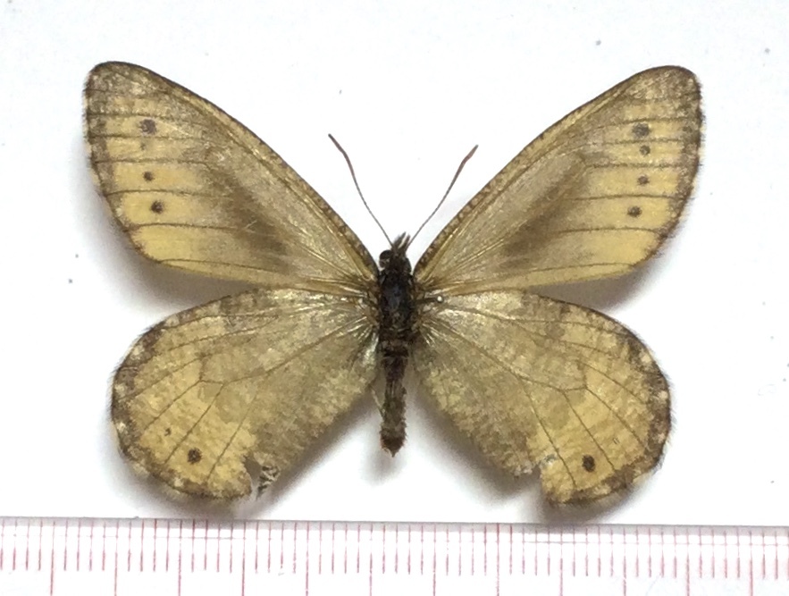 国産蝶標本 タカネヒカゲ ま*る様 国産蝶標本タカネヒカゲ⁄Oeneis 虫類