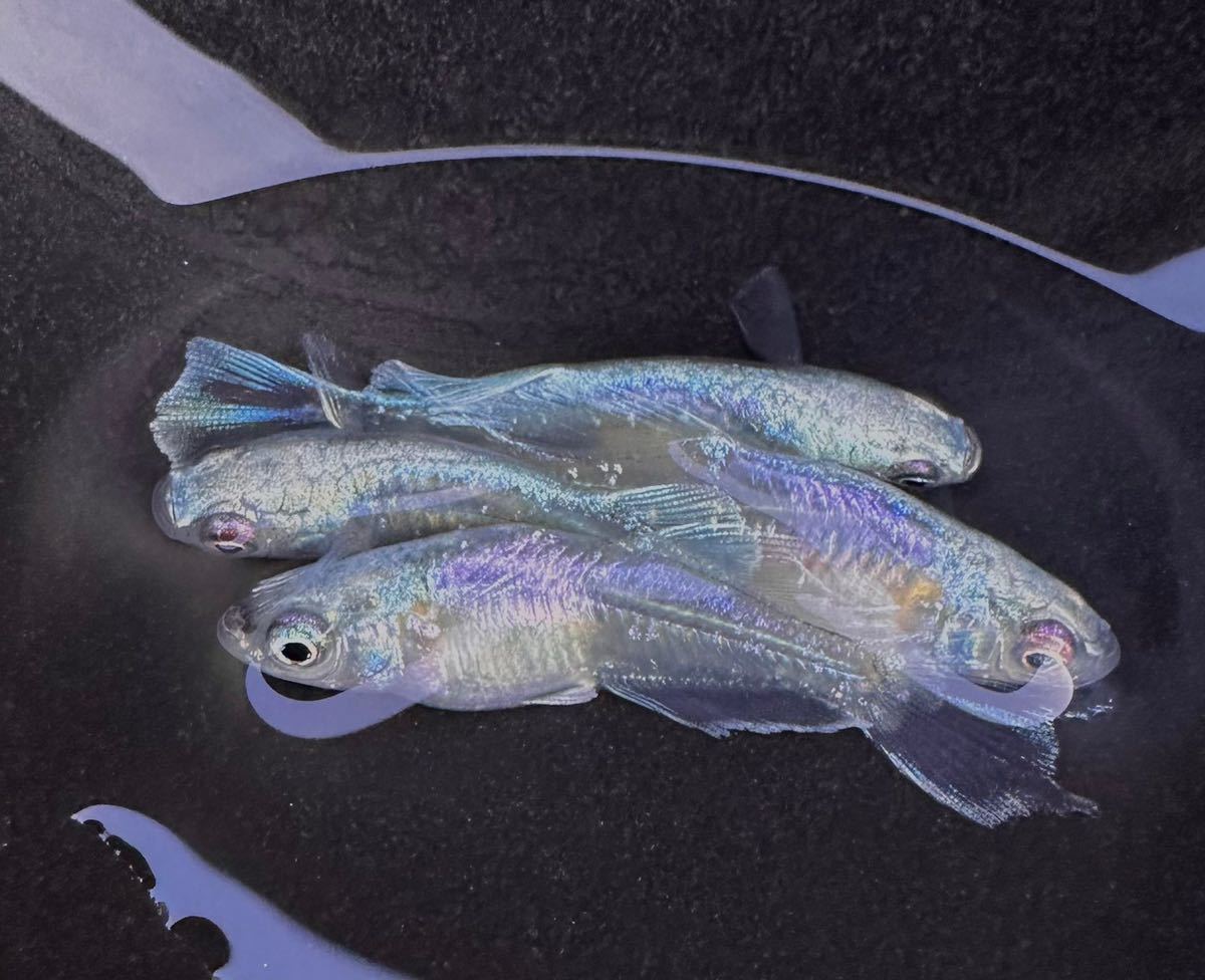 【湖国メダカ】現物出品　オリジナル　ドラゴンアージュロングフィン光体型 横見ムラサキ系 体内光ライトブルー 極上　若魚2ペア　