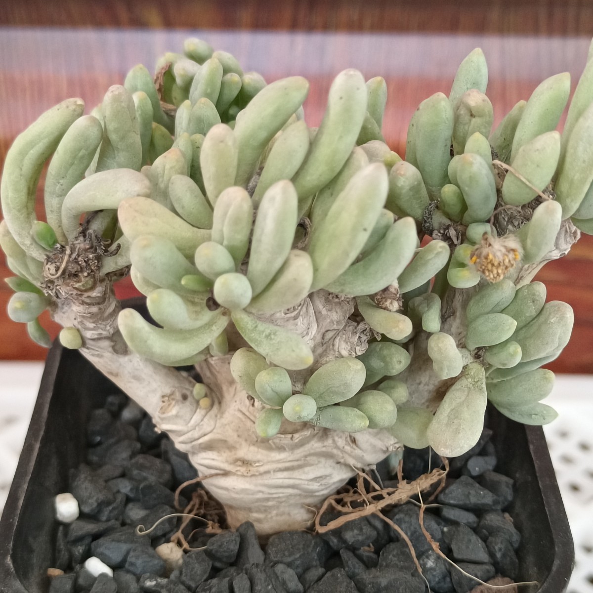 【飛竜園】R-139 多肉植物 オトンナ クラビフォリア Othonna clavifolia 塊根植物 実生4年株 極太株