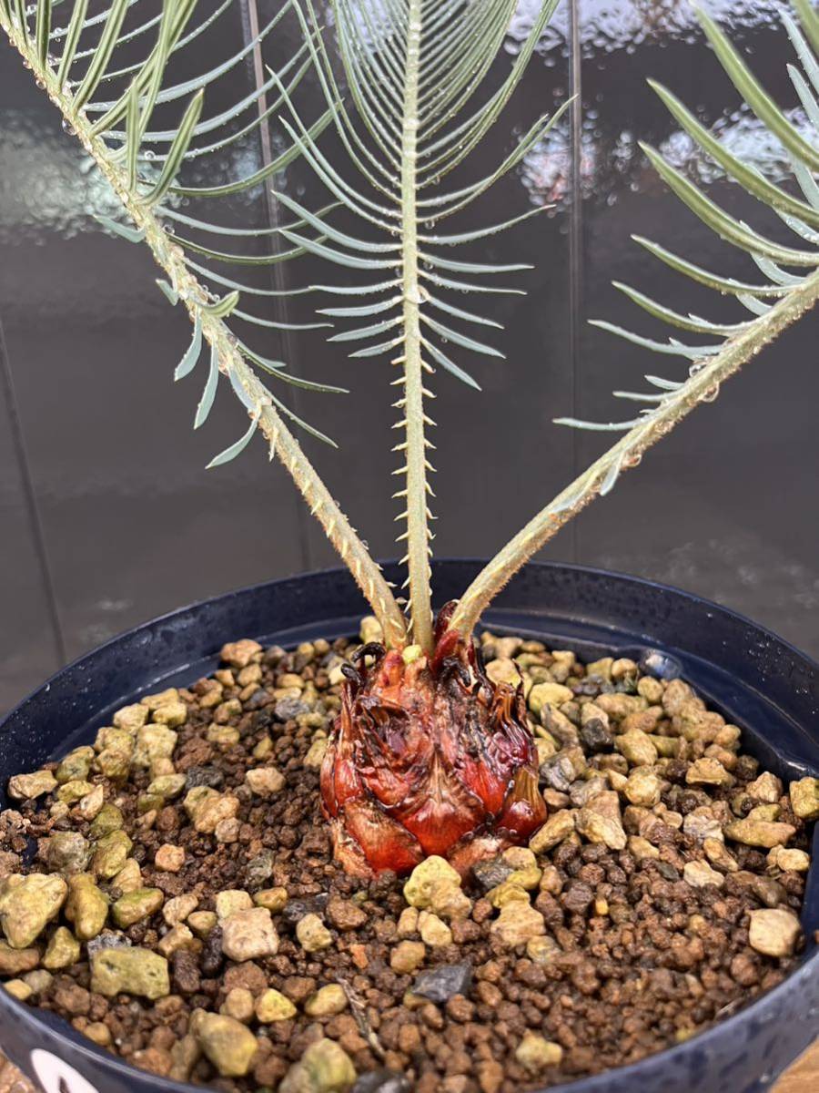 決算セール 4 サイカス カイルンシアナ オーストラリア産 本物 赤肌 発