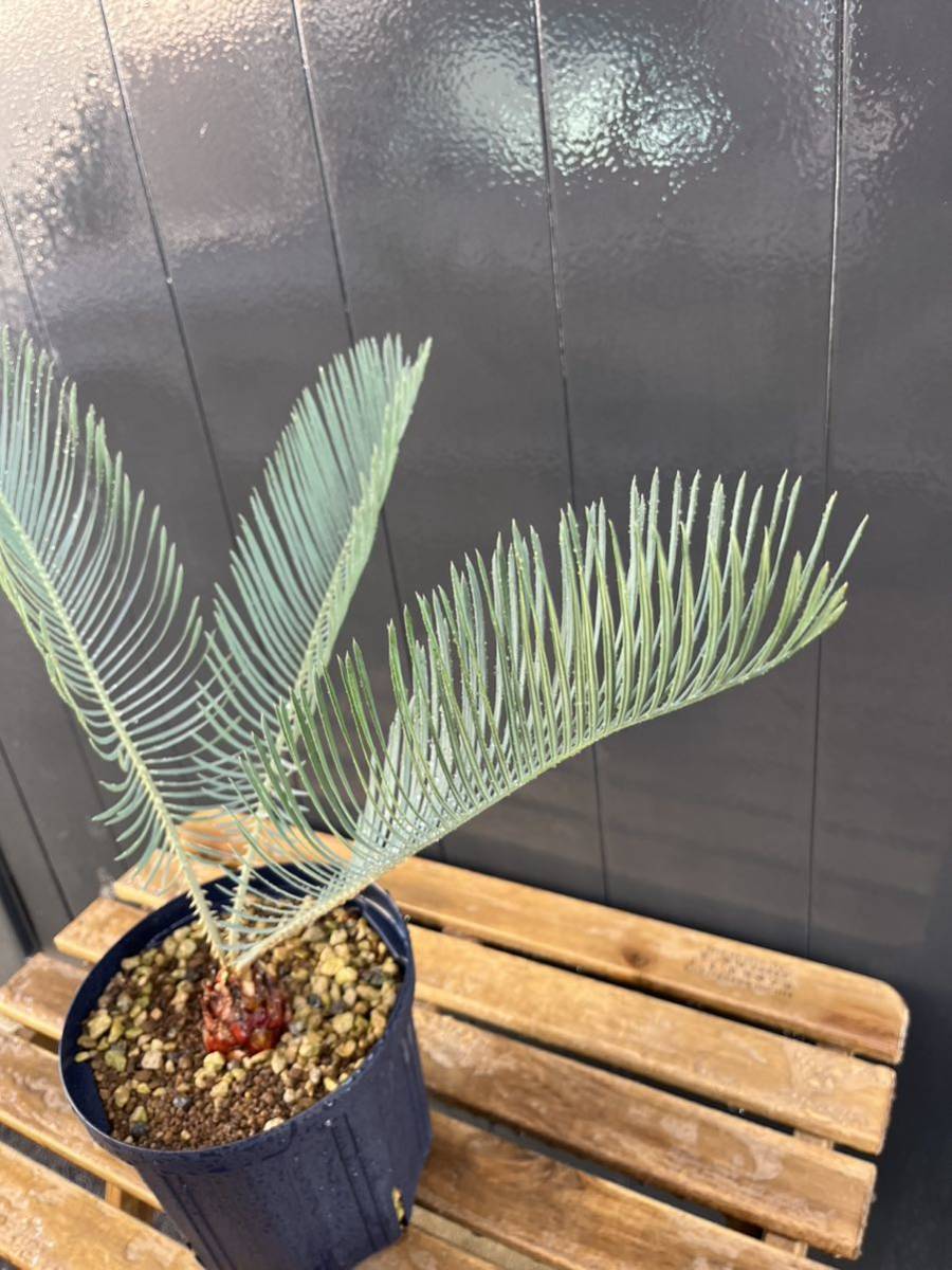 決算セール 4 サイカス カイルンシアナ オーストラリア産 本物 赤肌 発