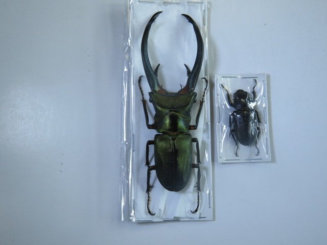 標本・NO3　エラフスホソアカクワガタ　♂100ミリ♀32ミリ・昆虫販売アリスト・WD・標本