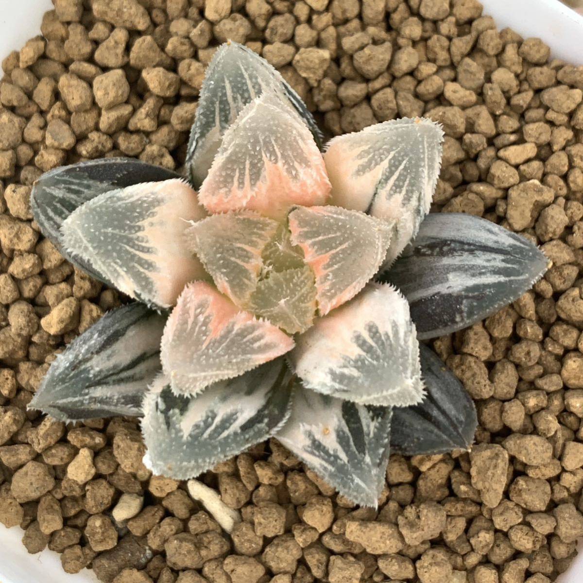 多肉植物 ハオルチア 具味城錦糊斑 多肉植物 ハオルチア 具味城錦糊斑