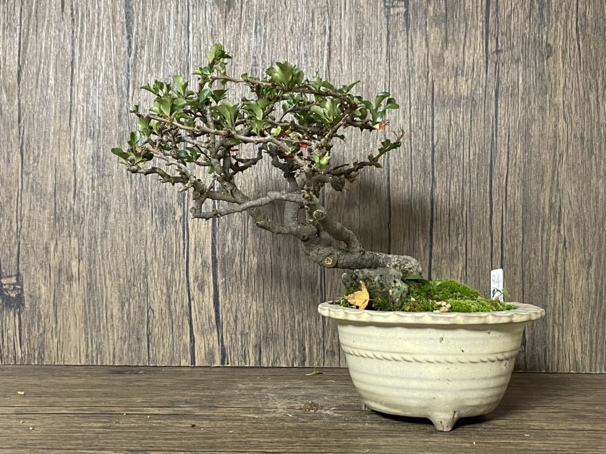 盆栽【長寿梅】①