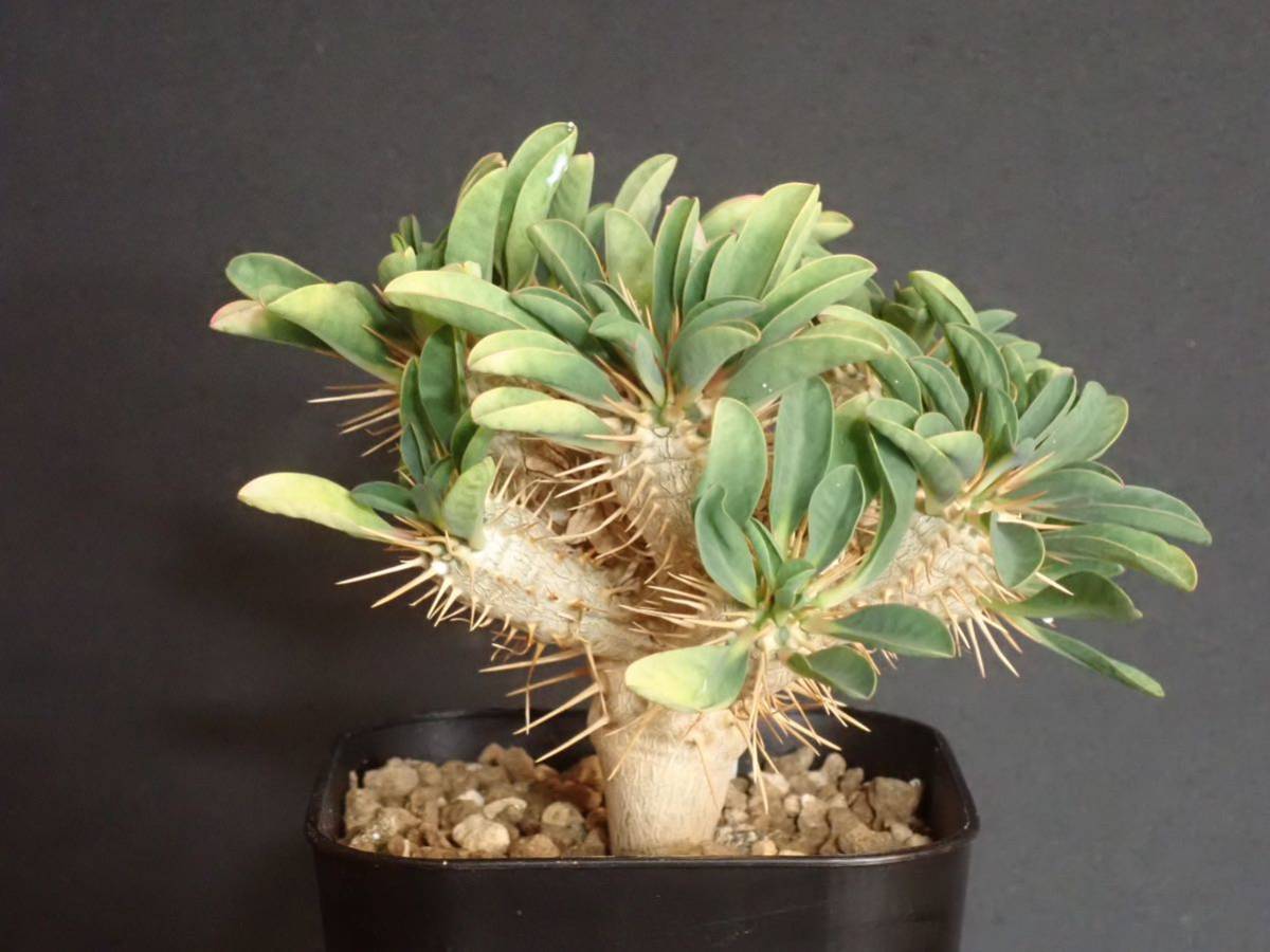 ユーフォルビア ギラウミニアナ Euphorbia guillauminiana