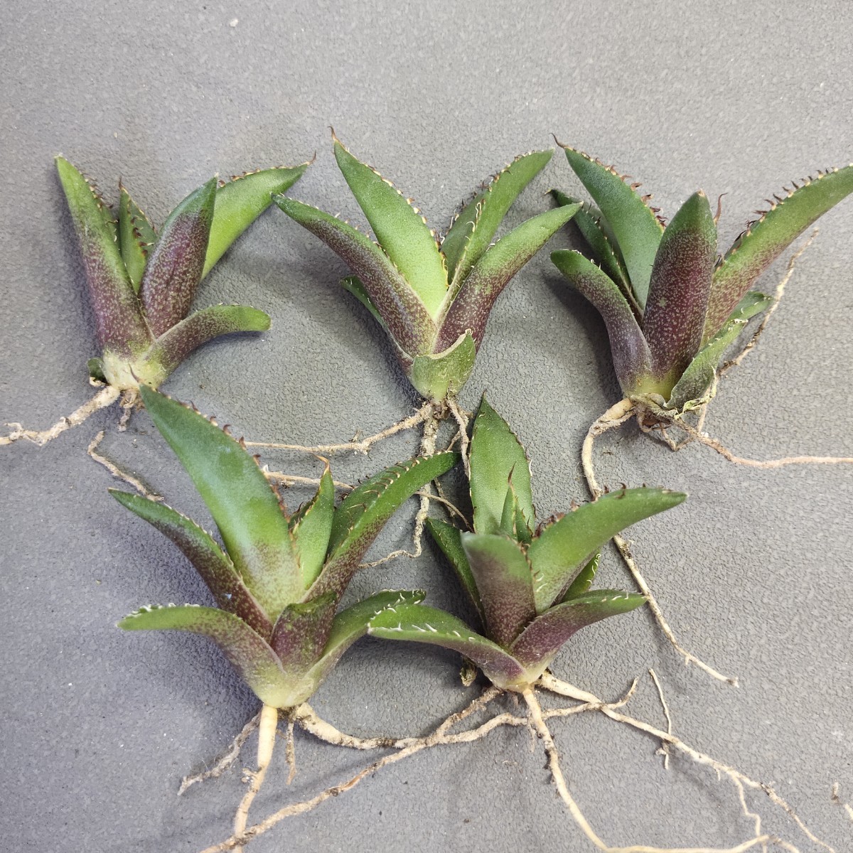 A858アガベ チタノタ 黒犀牛 精選優良血統 極上子株5株同梱 強棘 狂刺 メリクロン株 発根済み