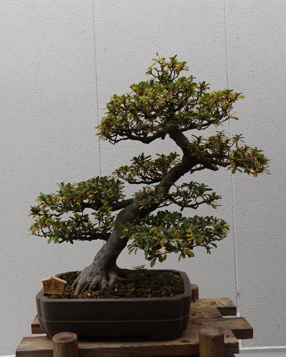 皐月盆栽 華 宝 古相が魅力50cm