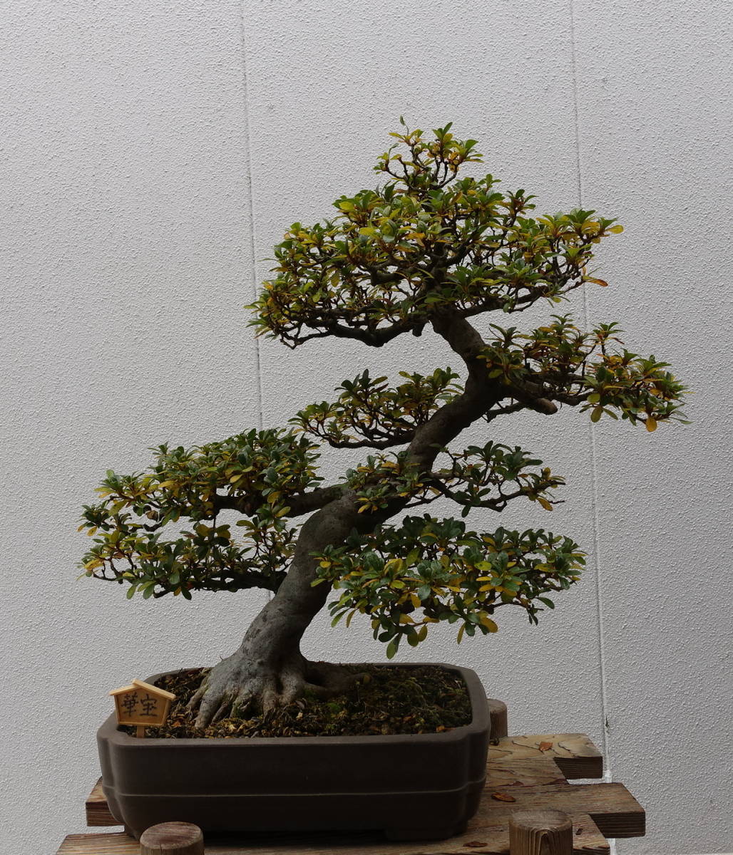 皐月盆栽素材 皐月 (品種は華宝) 盆栽素材 9 皐月(さつき)】華宝(かほう) 盆栽 素材 /